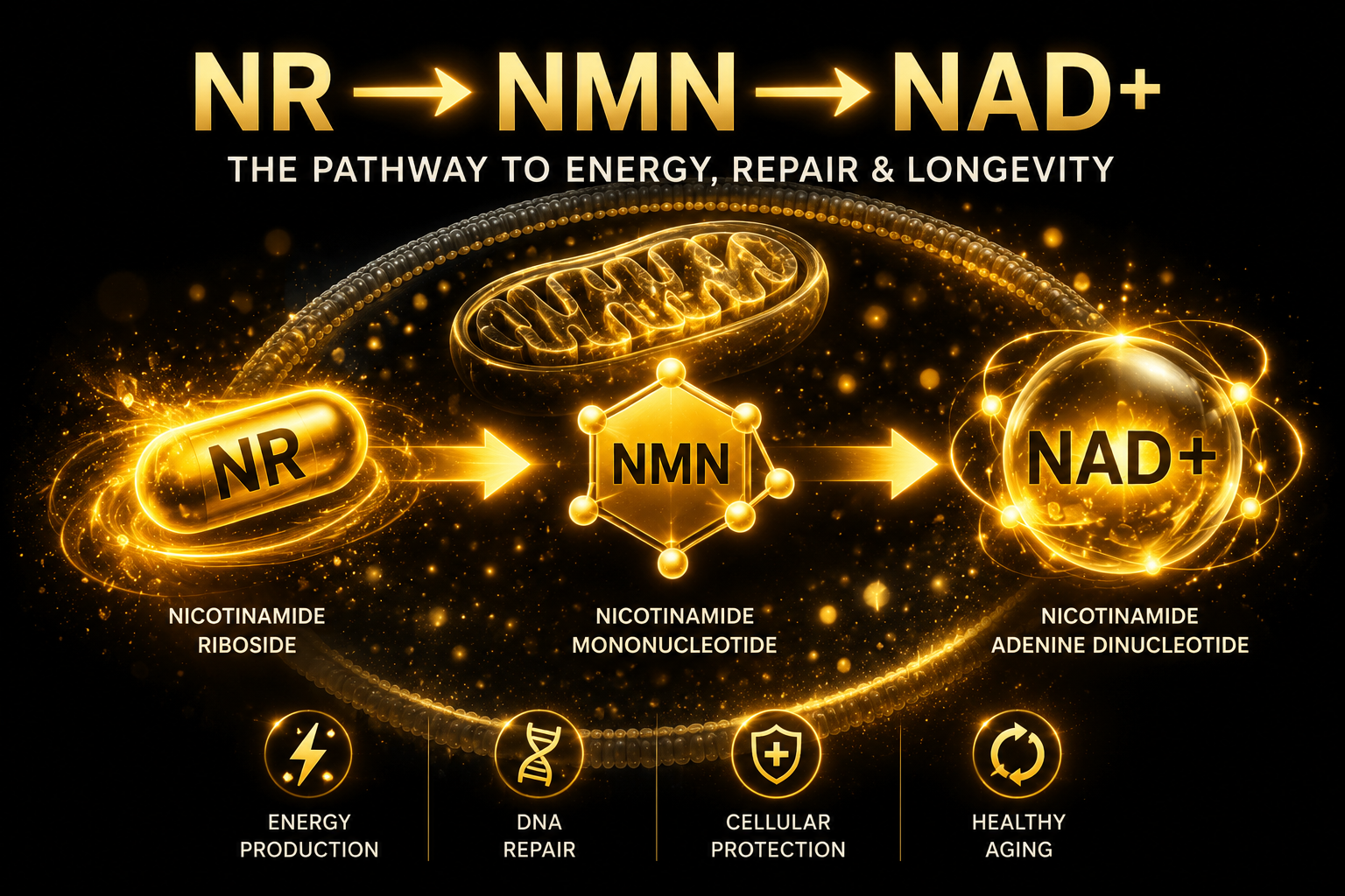 How to Choose the Best NAD+ Supplement: A UK Buyer's Guide