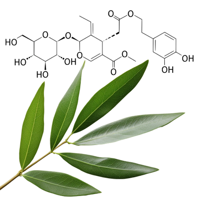 Olive Leaf Extract